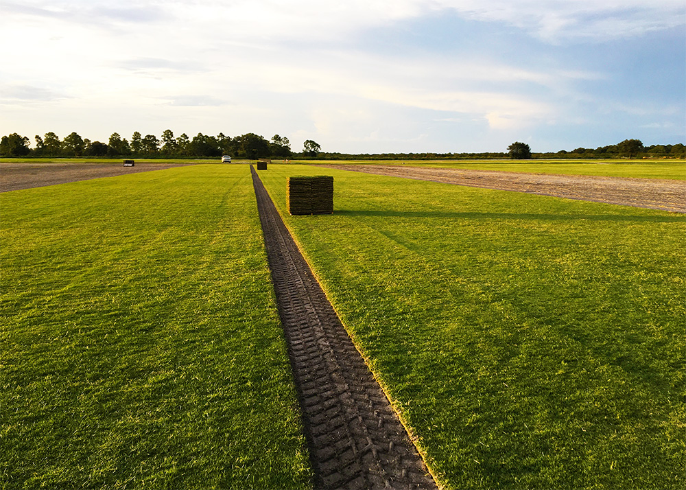 Straight lines in sod field